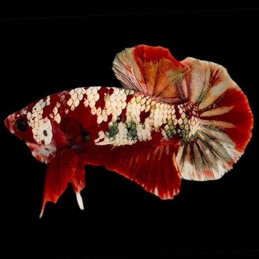 Rare Red Copper Betta Fish (Male)