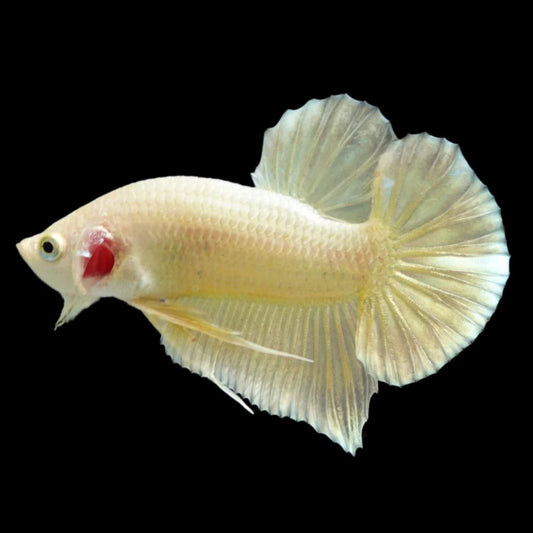 Gold Betta Fish (Male)