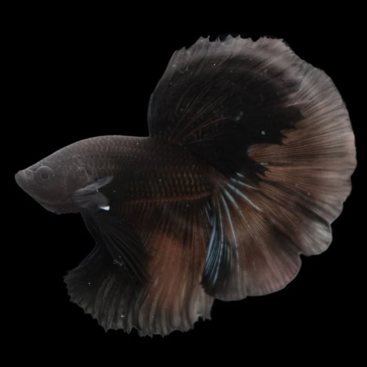 Competition grade - Super Black Halfmoon Betta Fish (MALE)