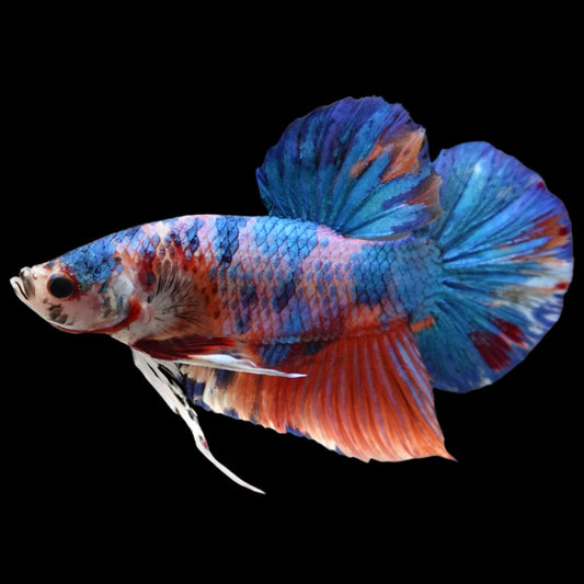 Rare Giant Multicolors Betta Fish (Male)