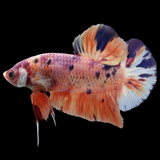 Rare Giant Multicolors Betta Fish (Male)