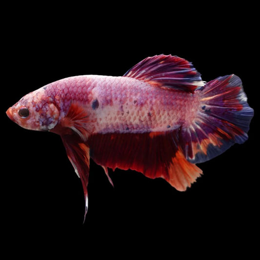 Rare Giant Multicolors Betta Fish (Male)