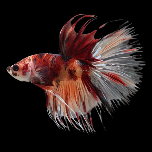 Rare Multicolors Crowntail Betta Fish (Male)