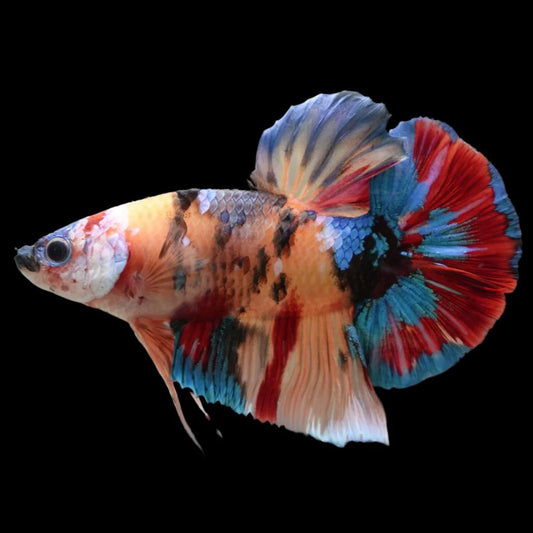 Competition Grade - Giant Multicolors Betta Fish (Male)