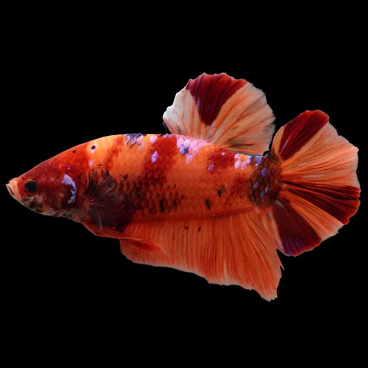 Rare Giant Nemo Betta Fish (Male)
