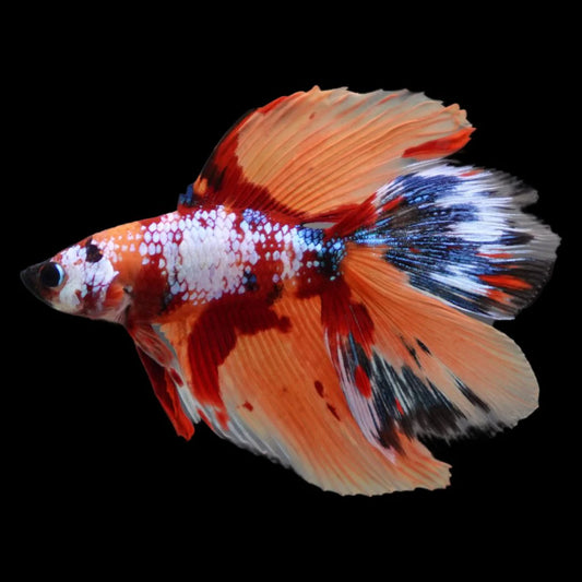 Rare Fullmoon Multicolors Betta Fish (Male)