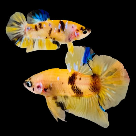 Rare Pair Yellow Tiger Betta Fish (Male & Female)