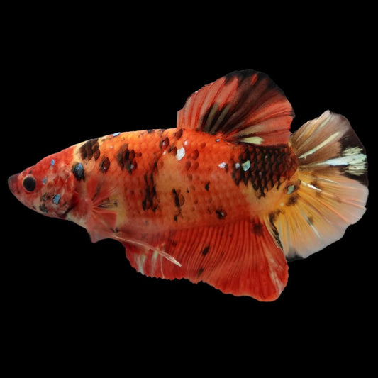 Rare Giant Multicolors Betta Fish (Male)