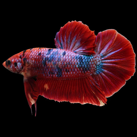 Rare Giant Multicolors Betta Fish (Male)