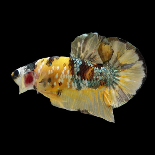 Competition grade - Yellow Copper Betta Fish (MALE)