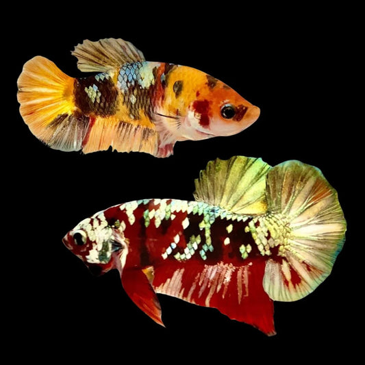 Rare Pair Copper Multicolors Betta Fish (Male & Female)