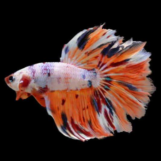 Rare Halfmoon Koi Multicolors Betta Fish (Male)