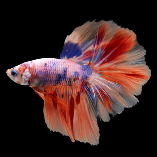 Rare Halfmoon Multicolors Betta Fish (Male)