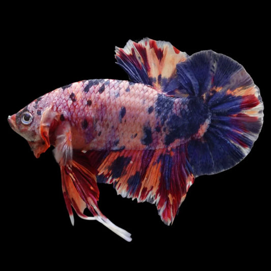 Rare Giant Multicolors Betta Fish (Male)