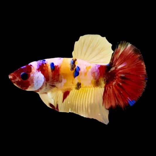 Rare Koi Multicolors Betta Fish (Male)