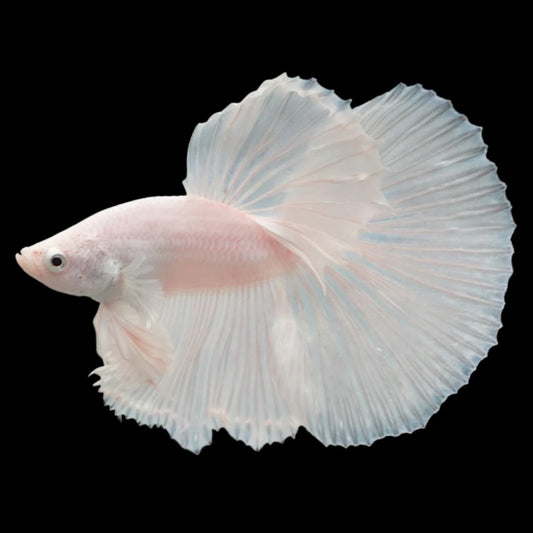 Halfmoon White Betta Fish (Male)