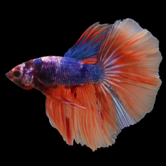 Rare Halfmoon Multicolors Betta Fish (Male)