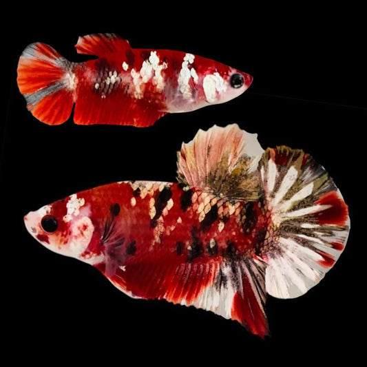 Rare Pair Red Copper Betta Fish (Male & Female)
