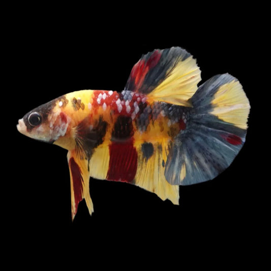 Rare Multicolors Betta Fish (Male)