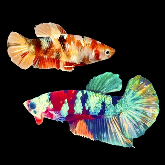 Rare Pair Copper Multicolors Betta Fish (Male & Female)