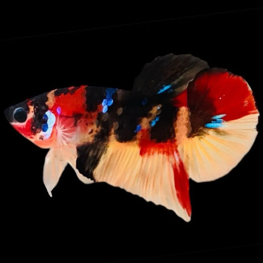 Rare Koi Multicolors Betta Fish (Male)