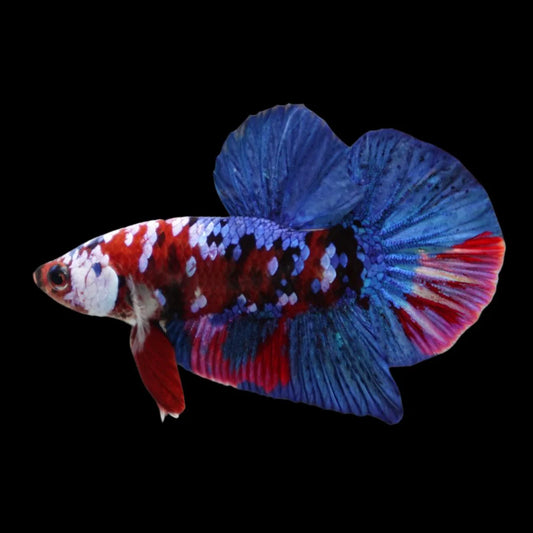 Rare Blue And Red Betta Fish (Male)