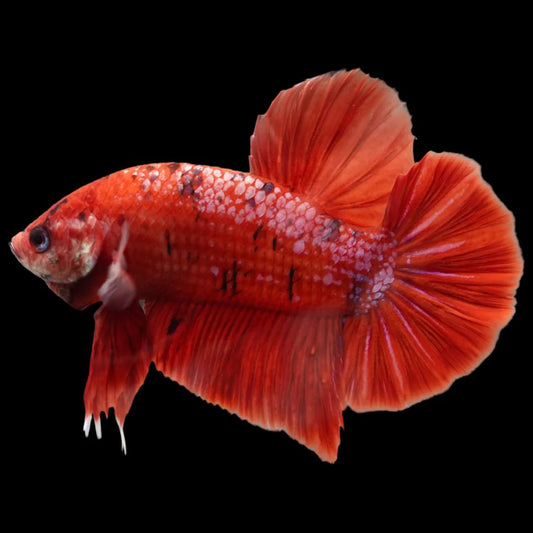 Rare Giant Bloody Red Betta Fish (Male)