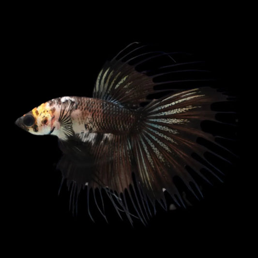 Competition grade - Crowntail Cow Pattern Betta Fish (MALE)