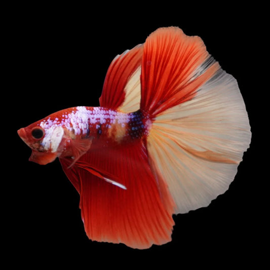 Competition Halfmoon Nemo Betta Fish (MALE)