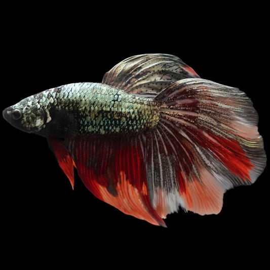 Rare Giant Halfmoon Red Copper Betta Fish (Male)