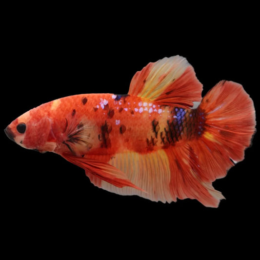 Rare Giant Multicolors Betta Fish (Male)