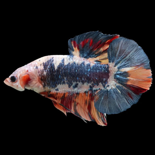 Rare Giant Multicolors Betta Fish (Male)