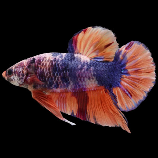 Rare Giant Multicolors Betta Fish (Male)