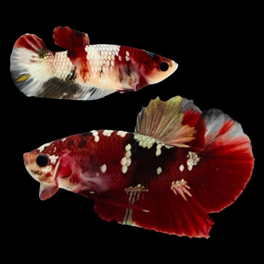 Rare Pair Red Copper Betta Fish (Male & Female)