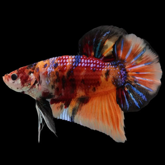 Rare Giant Multicolors Betta Fish (Male)