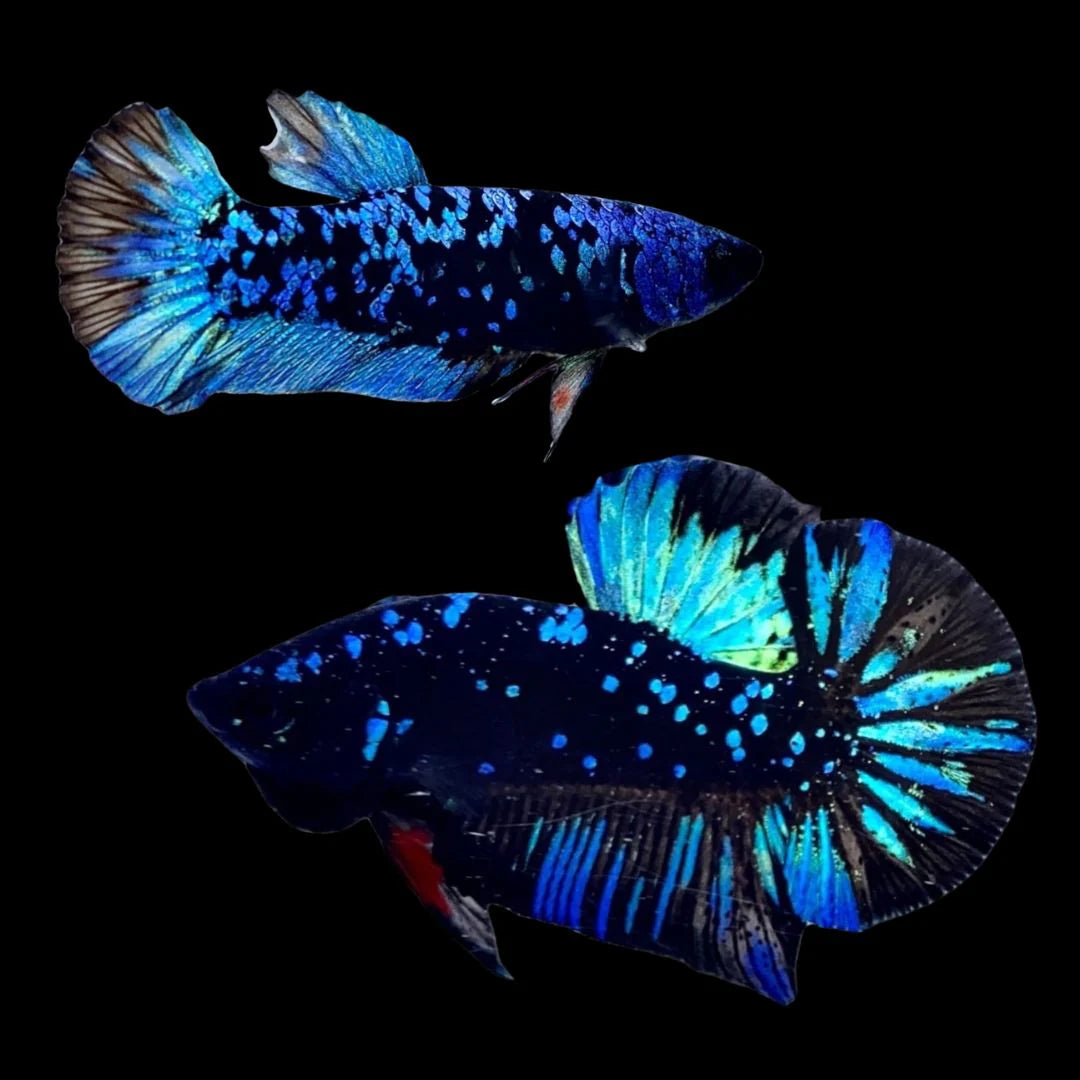 Rare Pair Galaxy Black Star Betta Fish (Male & Female)