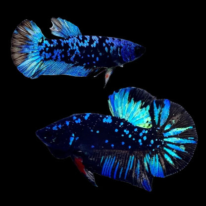 Rare Pair Galaxy Black Star Betta Fish (Male & Female)