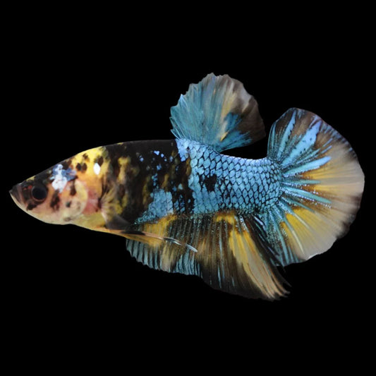 Rare Giant Yellow Tiger Betta Fish (Male)