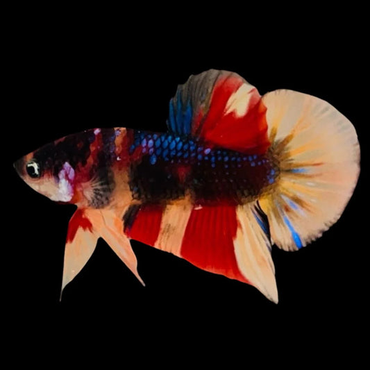 Rare Koi Multicolors Betta Fish (Male)