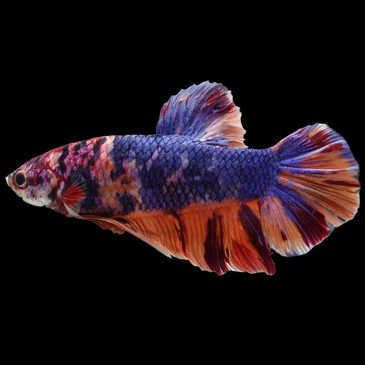 Rare Giant Multicolors Betta Fish (Male)