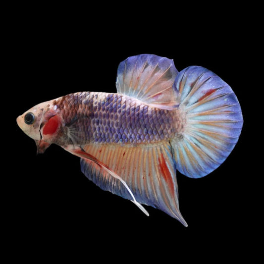 Competition grade - Classic PK Betta Fish (MALE)