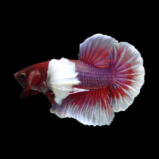 Rare Dumbo Crimson Red Betta Fish (Male)