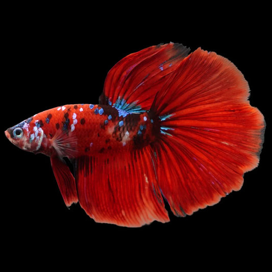 Competition Grade - Giant Halfmoon Red Devil Betta Fish (Male)