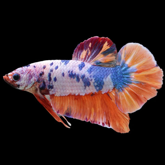 Rare Giant Multicolors Betta Fish (Male)
