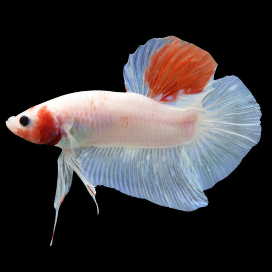Competition Giant Koi Betta Fish (MALE)