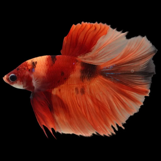 Rare Halfmoon Multicolors Betta Fish (Male)