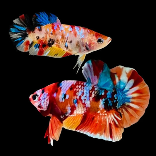 Rare Pair Koi Multicolors Betta Fish (Male & Female)