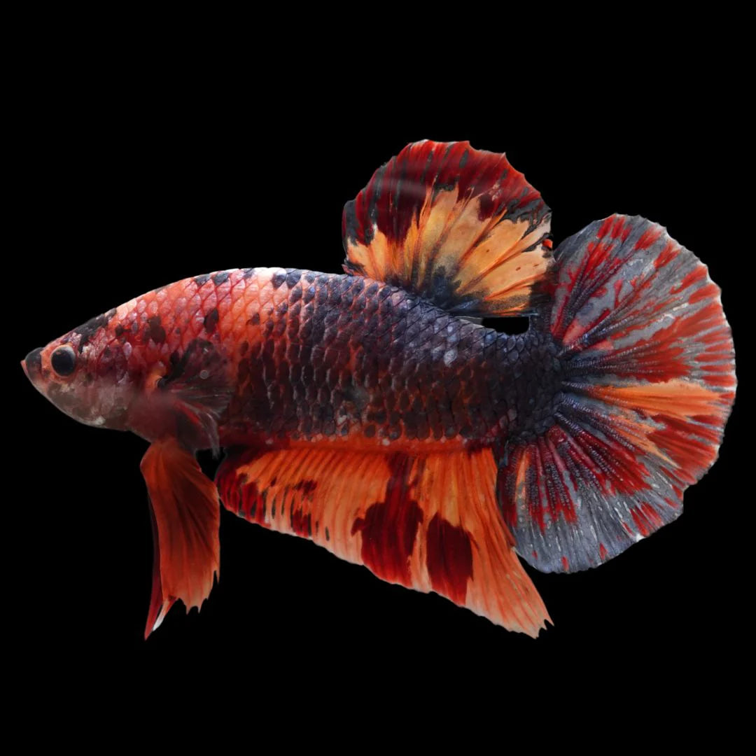Competition Grade - Giant Multicolors Betta Fish (Male)