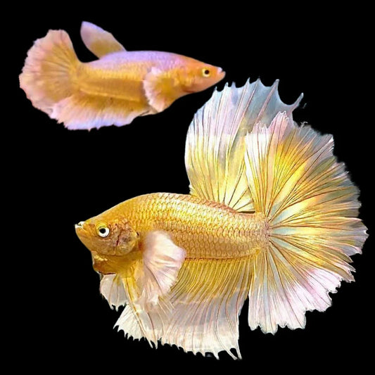 Rare Pair Dumbo Halfmoon Gold Betta Fish (Male & Female)