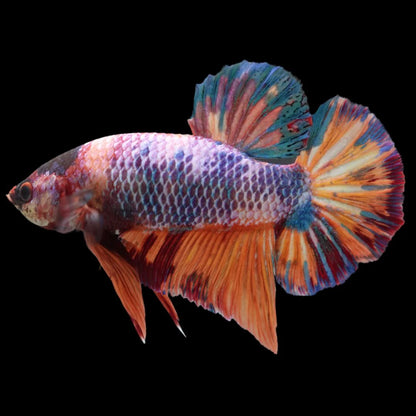 Rare Giant Multicolors Betta Fish (Male)